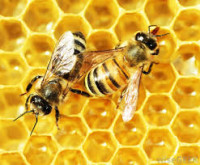 Honey as a Healer? Pt. 4