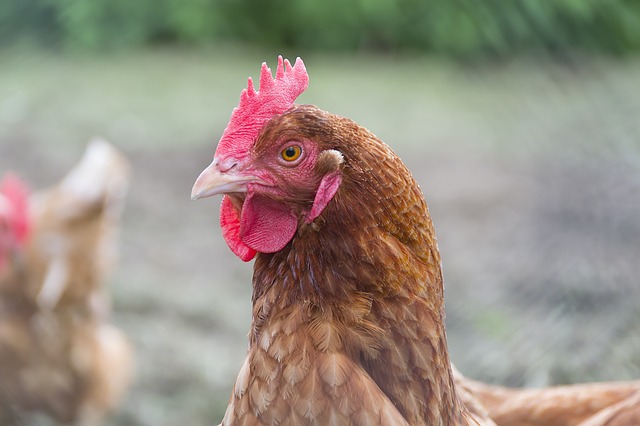 A Problem with Eating Chickens and Growth Hormone is …